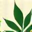 Logo Groen Rust Uitvaart
